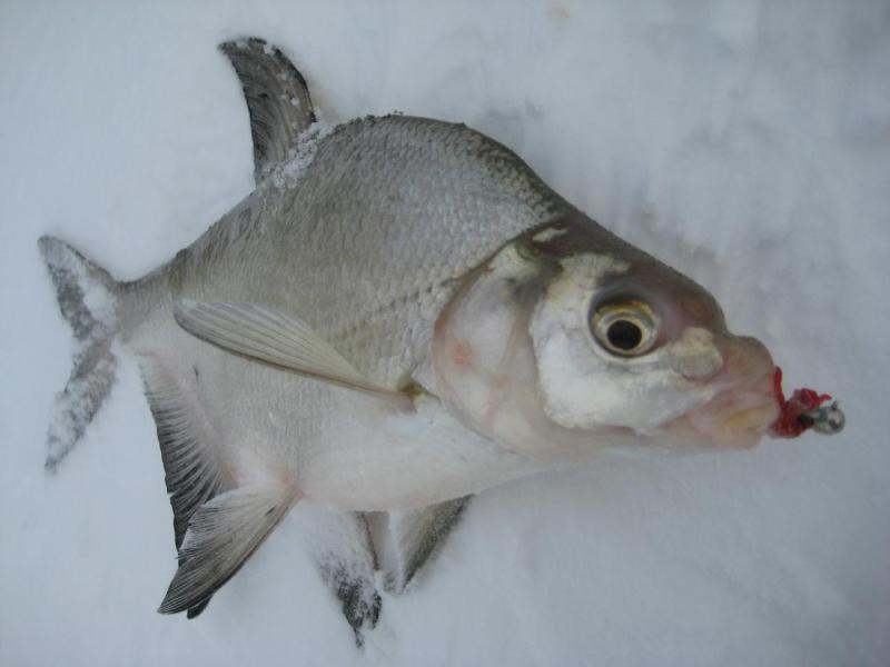 Прикрепленное изображение: IMG_8595.JPG