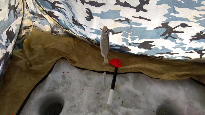 IMG_20200202_115114.jpg