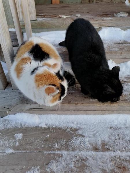 Прикрепленное изображение