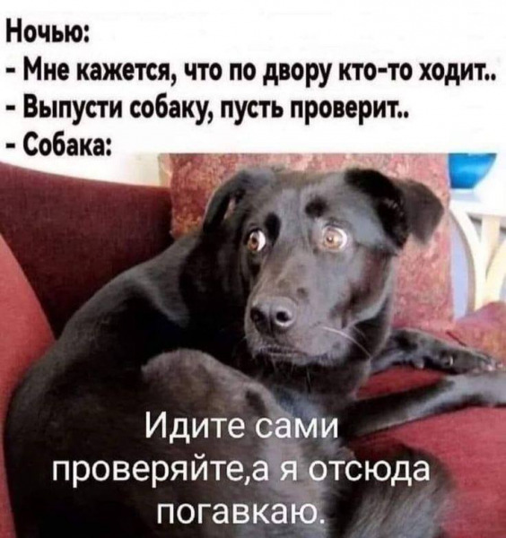 собака.jpg