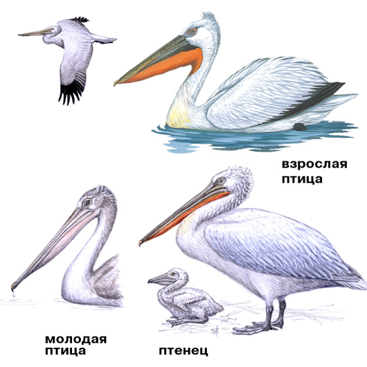 31_Pelecanus_crispus_picture.jpg