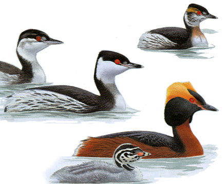 Podiceps auritus.jpg