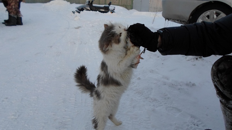 Прикрепленное изображение