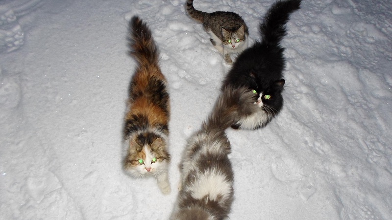 Прикрепленное изображение