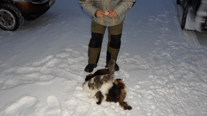 Прикрепленное изображение