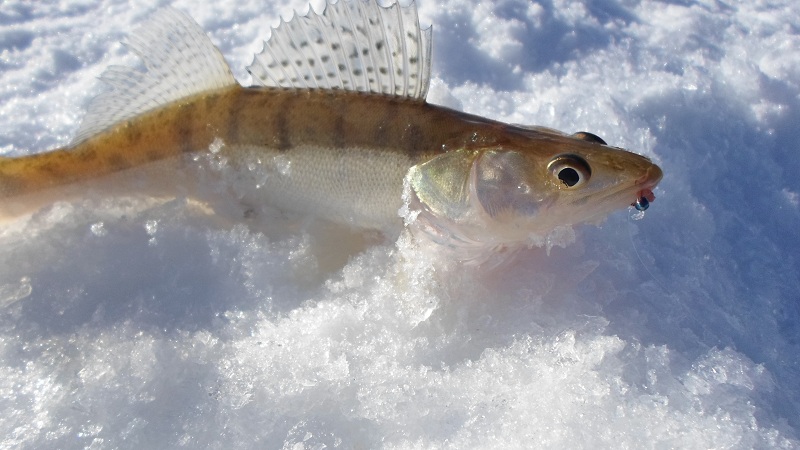 Прикрепленное изображение