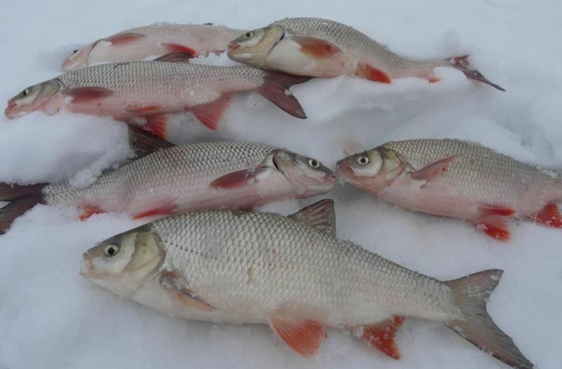 Прикрепленное изображение