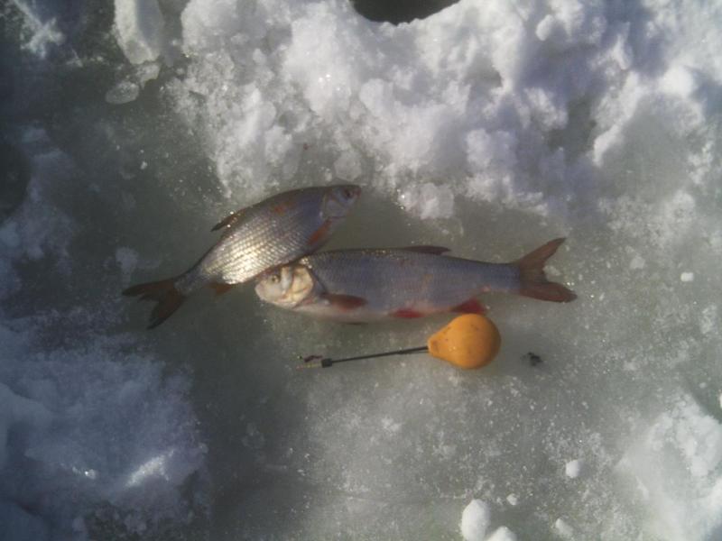 Прикрепленное изображение