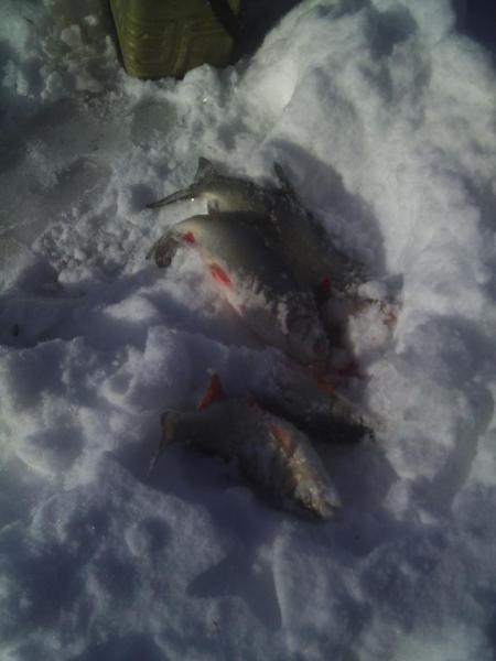 Прикрепленное изображение