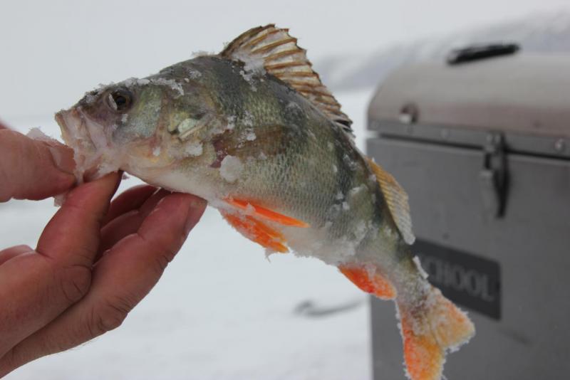 Прикрепленное изображение