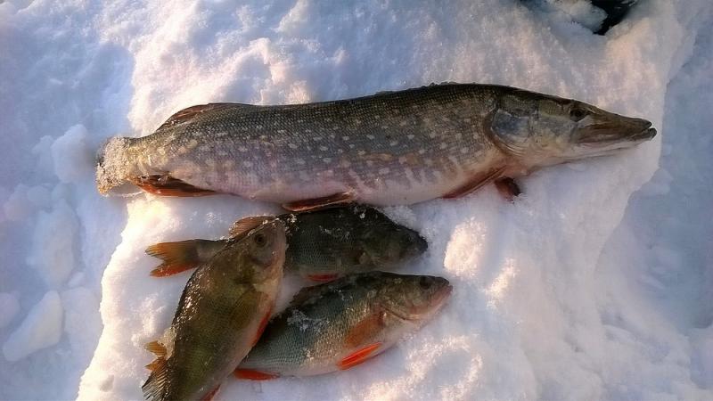 Прикрепленное изображение