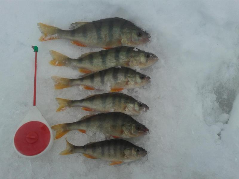 Прикрепленное изображение