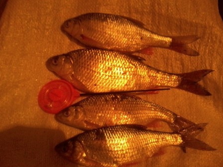 Прикрепленное изображение