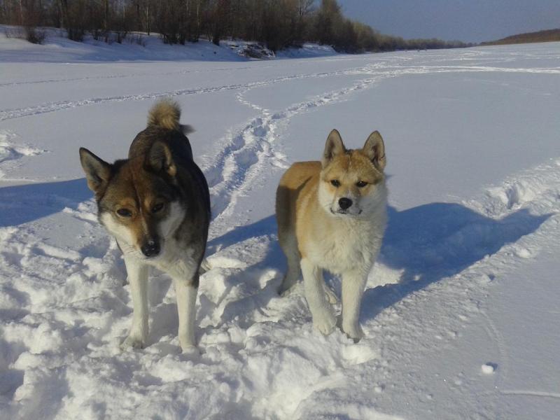 Прикрепленное изображение