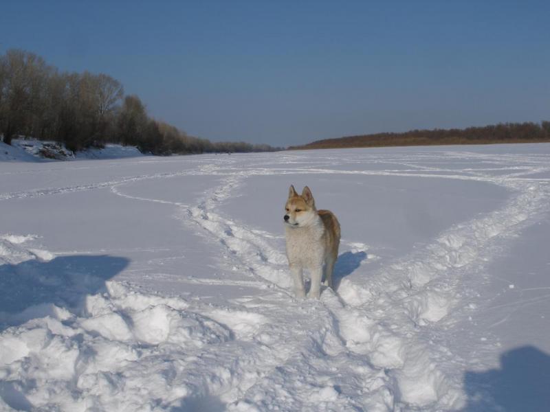 Прикрепленное изображение