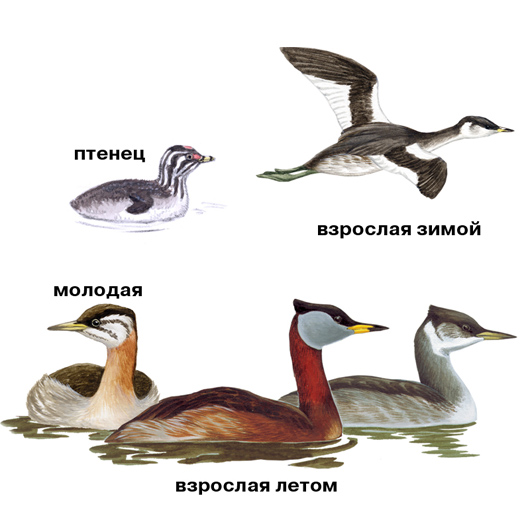 seroschekaya-poganka-guide-(onbird.ru).jpg