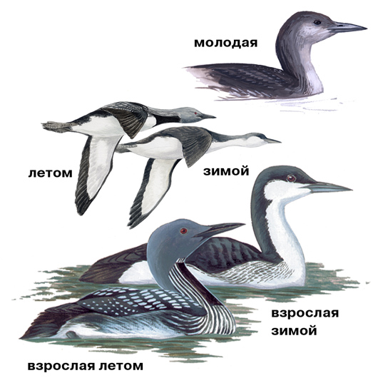 2_Gavia_arctica_picture.jpg