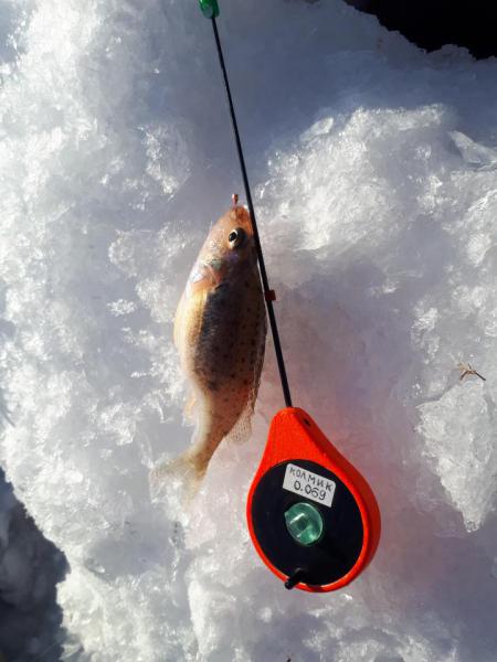 Прикрепленное изображение