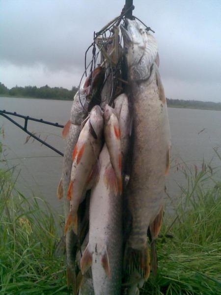 Прикрепленное изображение