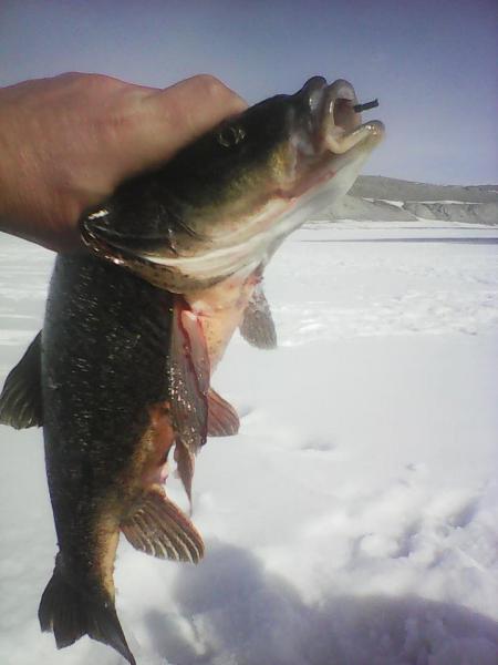 Прикрепленное изображение