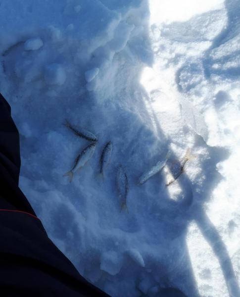 Прикрепленное изображение