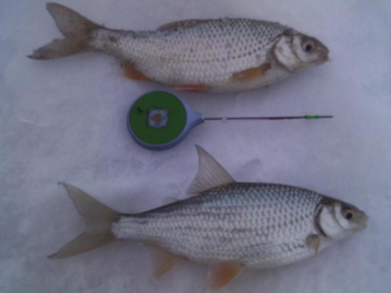 Прикрепленное изображение: SUNP0046.JPG