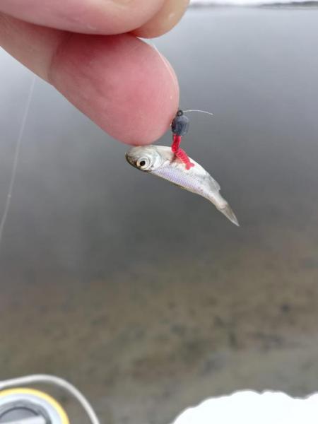 Прикрепленное изображение