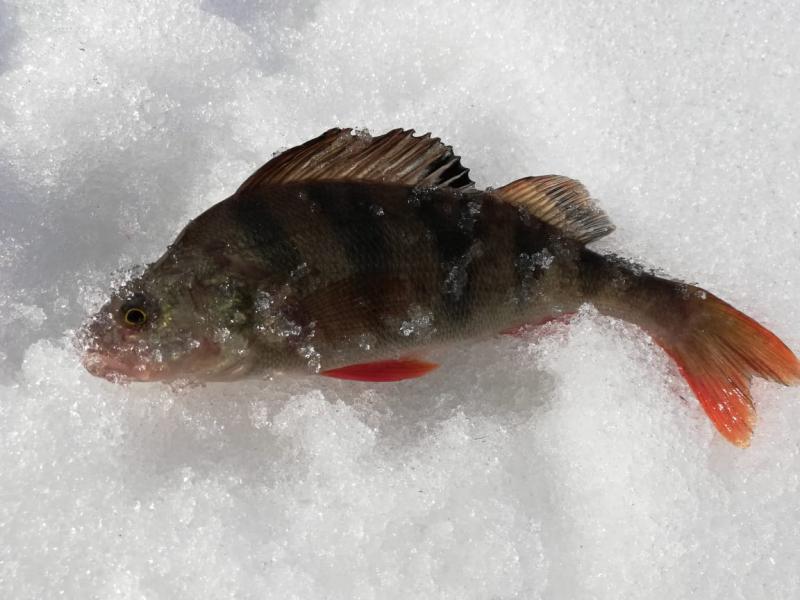 Прикрепленное изображение