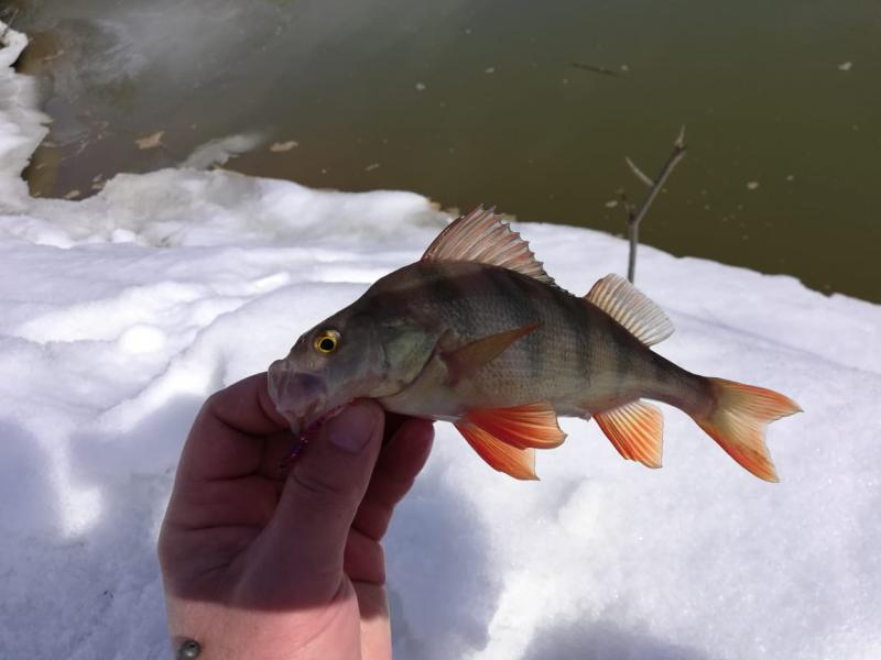 Прикрепленное изображение