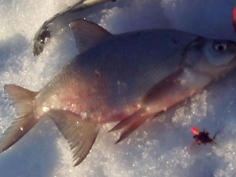 Прикрепленное изображение