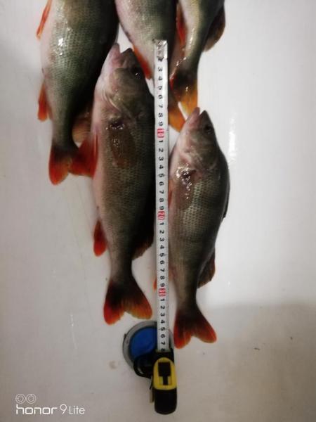 Прикрепленное изображение: IMG_20190302_201343.jpg