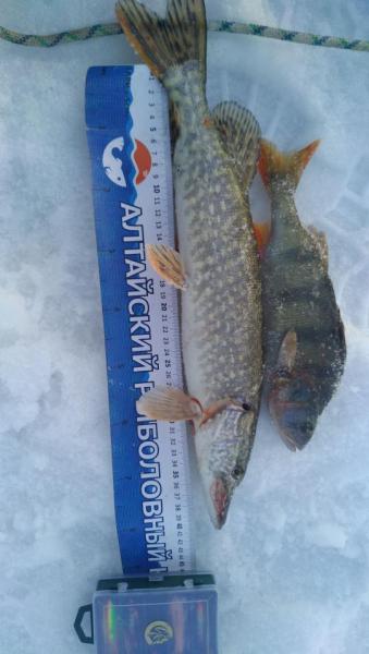 IMG-20190322-WA0107.jpeg