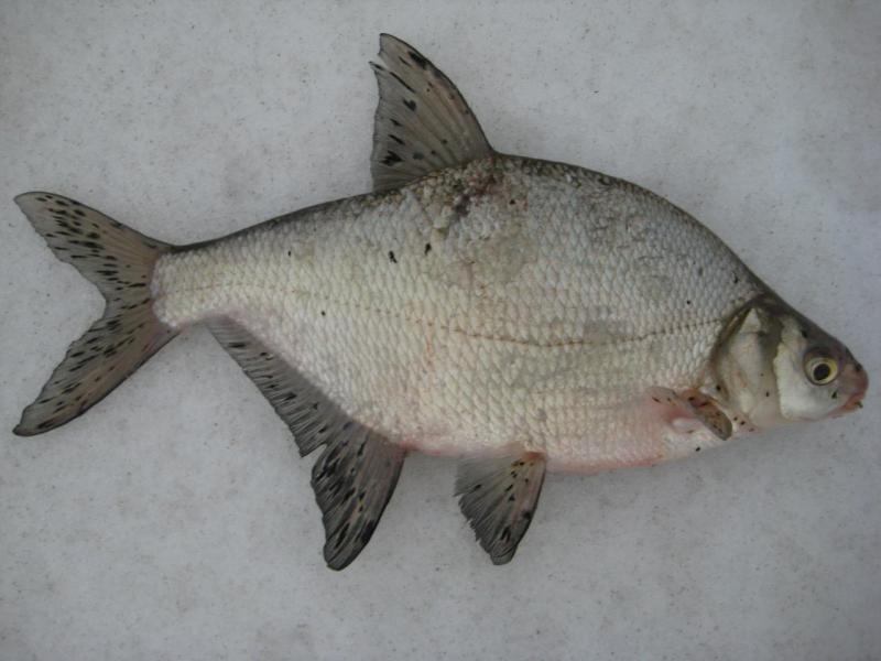 Прикрепленное изображение: IMG_8673.JPG