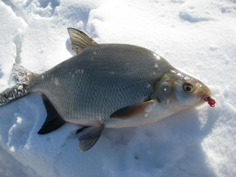 Прикрепленное изображение: IMG_8637.JPG