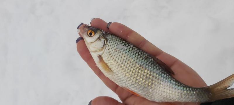 Прикрепленное изображение