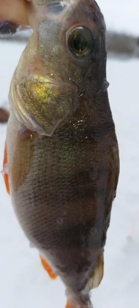 Прикрепленное изображение