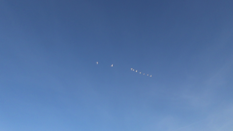 Прикрепленное изображение: vlcsnap-2020-03-12-10h04m23s293.png