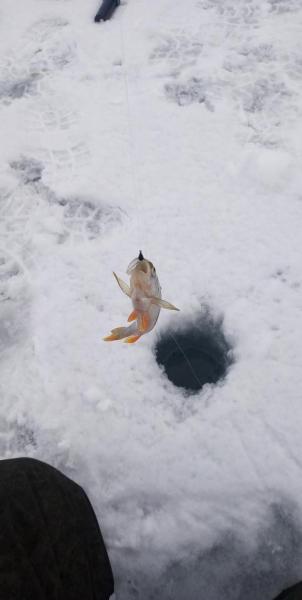 IMG-20200328-WA0006.jpeg