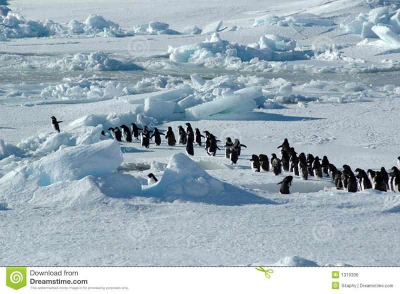 пингвин-руководителя-группы-1319306.jpg