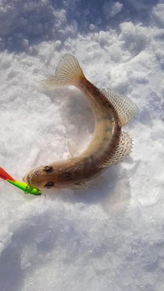 IMG-20250316-WA0006.jpeg