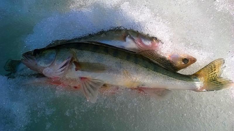 Прикрепленное изображение