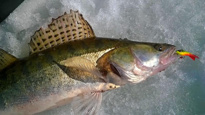 Прикрепленное изображение