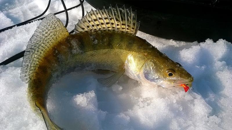 Прикрепленное изображение