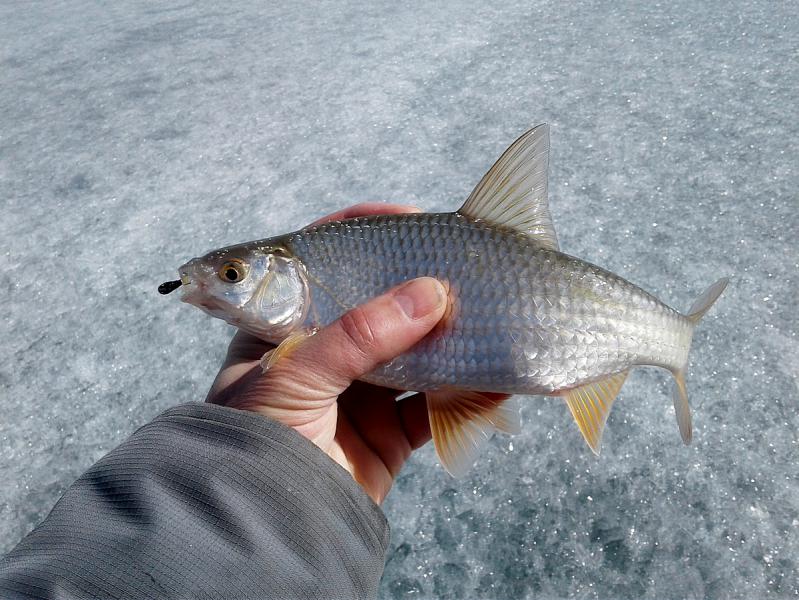 Прикрепленное изображение