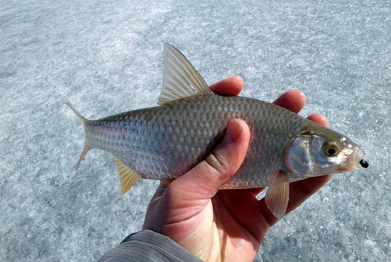 Прикрепленное изображение