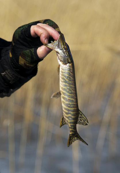 Прикрепленное изображение