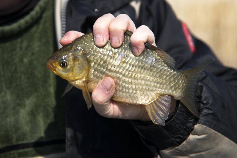 Прикрепленное изображение