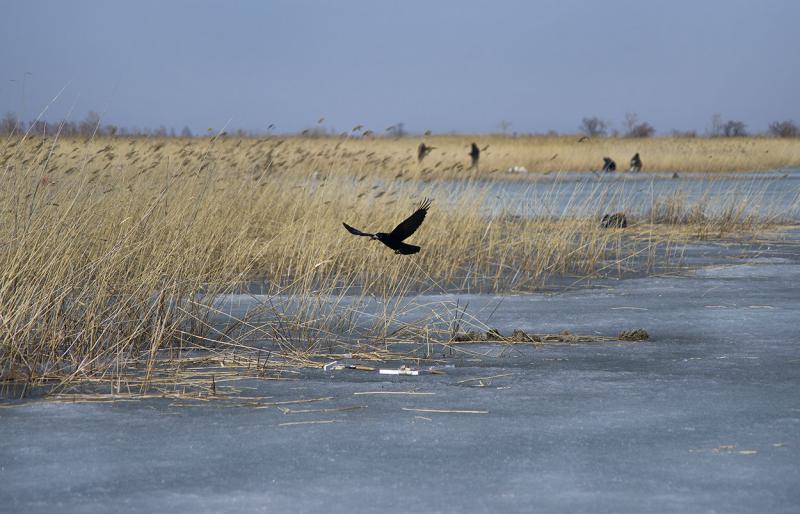 Прикрепленное изображение