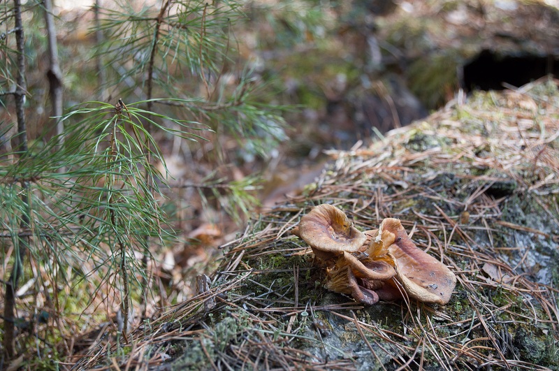 DSC_2894.jpg
