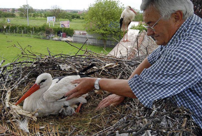 stork-couple-love-klepetan-malena-croatia-11-5ad455316fb8a__700.jpg